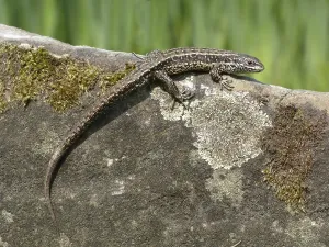 Common Lizard (Zootoca vivipara)