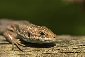 Common lizard (Zootoca vivipara) adult reptile basking on a wooden sleeper