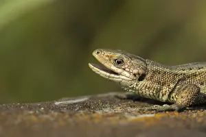Common lizard (Zootoca vivipara) adult reptile yawning with its mouth open on a wooden sleeper in summer