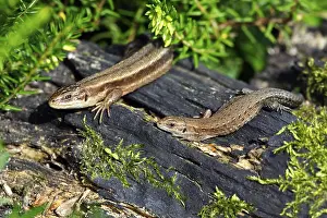Common Lizards (Lacerta vivipara)