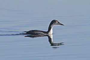 Common loon (Gavia immer)