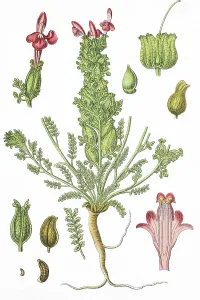Common lousewort (Pedicularis sylvatica)