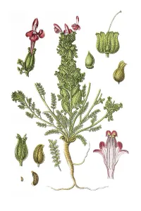 Common Lousewort (Pedicularis sylvatica)