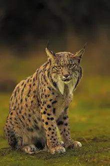 Common Lynx, Iberian Lynx, Lynx pardinus