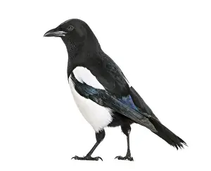 Common Magpie, Pica pica, in front of white background