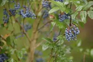Common mahonia (Mahonia aquifolium) fruit