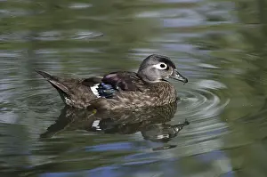 Common mallard, female (Aix sponsa)