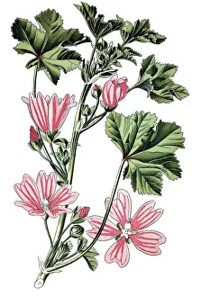 Common mallow (Malva sylvestris)