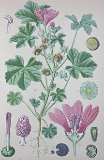 Common mallow (Malva sylvestris)