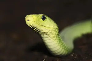 Common mamba (Dendroaspis angusticeps)