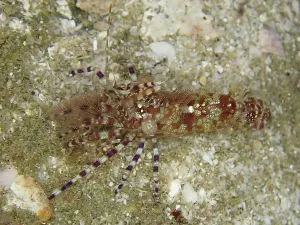 Common marble shrimp (Saron marmoratus) with a pattern in brown and green on a sandy substrate