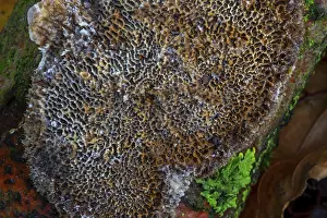 Common mazegill (Datronia mollis) (Antrodia mollis) (Cerioporus mollis)