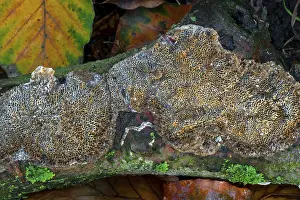 Common mazegill (Datronia mollis) (Antrodia mollis) (Cerioporus mollis)