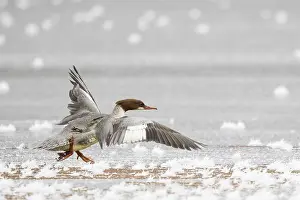 Common merganser (Mergus merganser) running on frost-covered ice