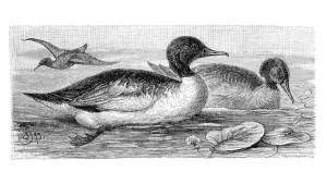 Common mergansers (Mergus merganser)