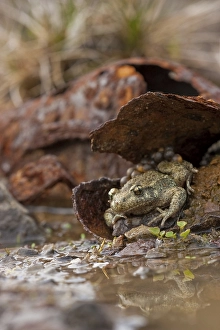 Common midwife toad (Alytes obstetricans)