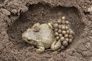 Common midwife toad (Alytes obstetricans)