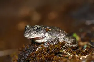 Common midwife toad (Alytes obstetricans)