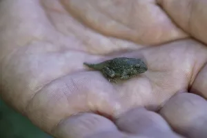 Common midwife toad (Alytes obstetricans)