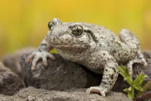 Common midwife toad (Alytes obstetricans)