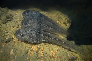 Common midwife toad (Alytes obstetricans)