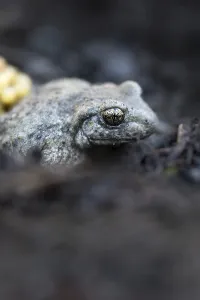 Common midwife toad (Alytes obstetricans)