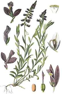 Common milkwort (Polygala vulgaris)