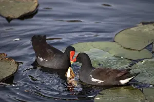 Common moorhen bird Gallinula chloropus forages for food in a marsh in Naples