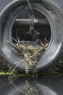 Common Moorhen (Gallinula chloropus)