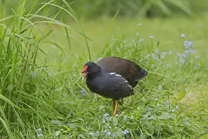 One common moorhen (Gallinula chloropus)