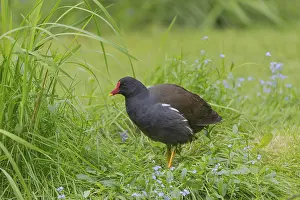 One common moorhen (Gallinula chloropus)