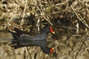 Common moorhen (Gallinula chloropus)