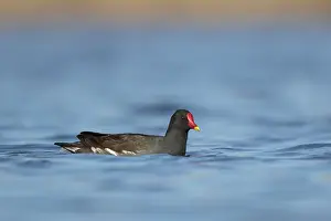 Common Moorhen (Gallinula chloropus)