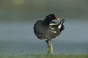 Common Moorhen (Gallinula chloropus)