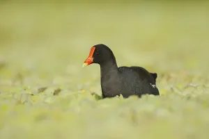 Common Moorhen (Gallinula chloropus)