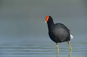 Common Moorhen (Gallinula chloropus)