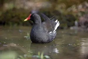 Common Moorhen (gallinula chloropus) or European Moorhen