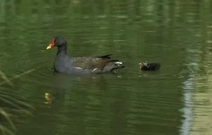 Common Moorhen (gallinula chloropus) or European Moorhen