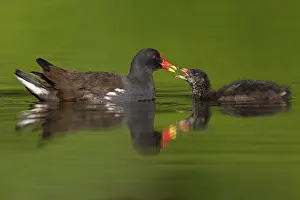Common Moorhen (Gallinula chloropus) feeding juvenile
