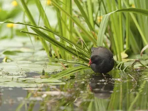 Common Moorhen (Gallinula chloropus) foraging