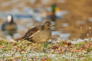 Common moorhen (Gallinula chloropus) on a meadow