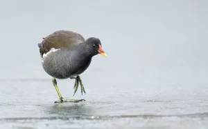 Common moorhen (Gallinula chloropus) strides over ice rink