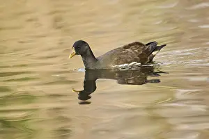 Common moorhen (Gallinula chloropus) swimming on a lake
