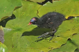 Common Moorhen or Swamp Chicken (Gallinula chloropus)