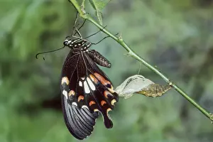 Common Mormon Butterfly