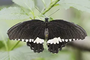 Common Mormon or Common Mormon (Papilio polytes)