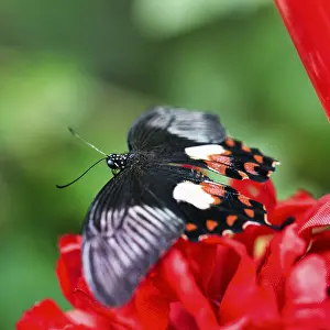 Common mormon (papilio polytes) on a red flower