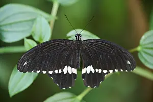 Common Mormon (Papilio polytes) sitting on a leaf