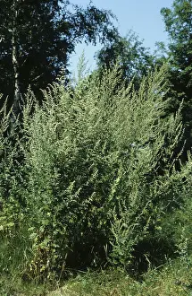 Common mugwort (Artemisia vulgaris)