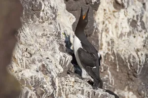 Common Murre or Common Guillemot (Uria aalge)